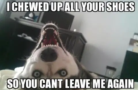 Evil Siberian Husky